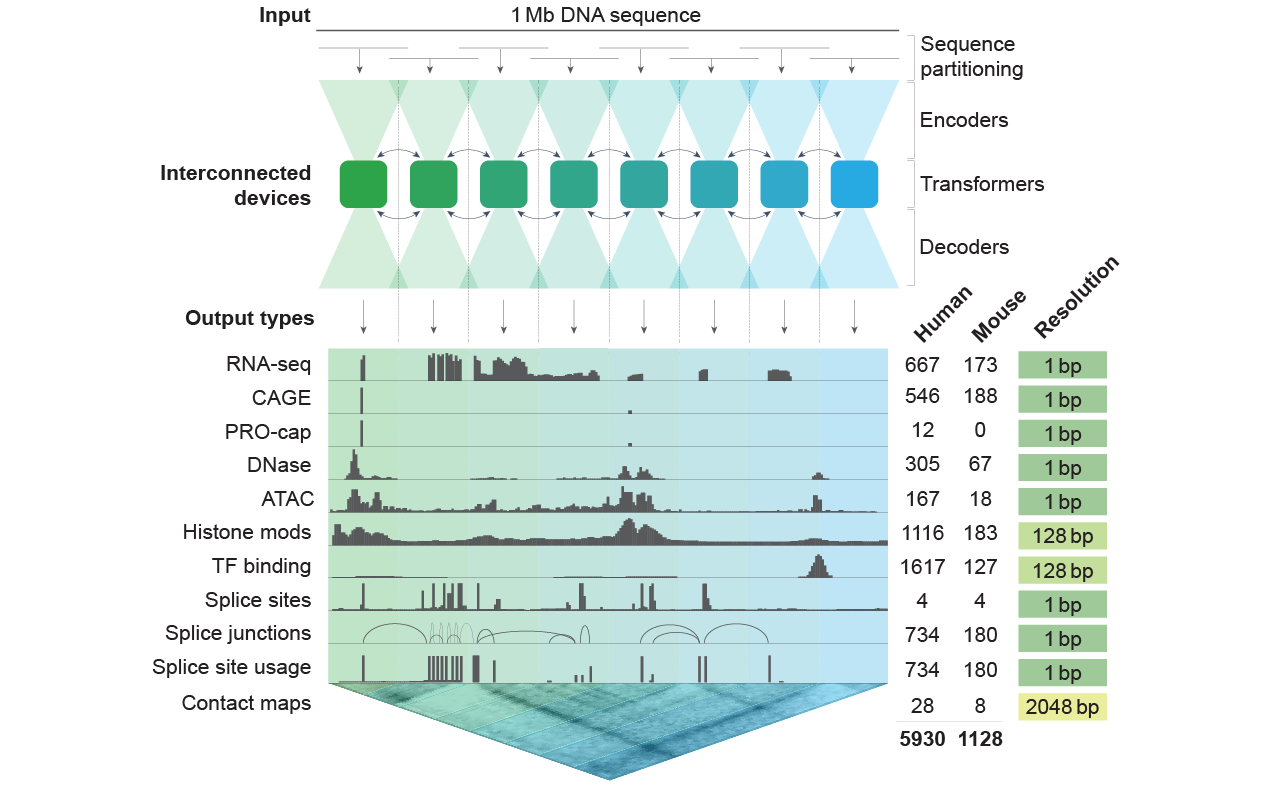 overview of AlphaGenome